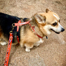 Charger l&#39;image dans la galerie, HARNAIS CORGI
